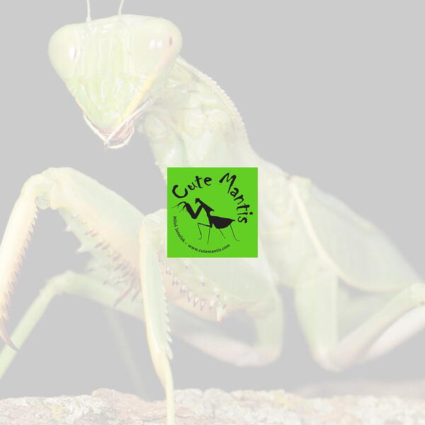 Tvorba e-shopu pro Cute Mantis